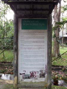 About Nyaru Menteng