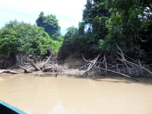 Batang-batang hutan kalimantan